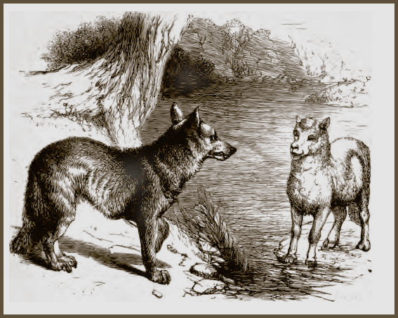 Illustration : Le loup