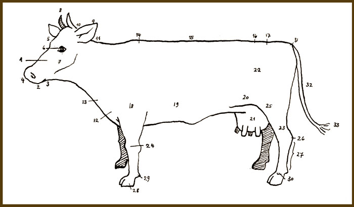 La morphologie de la vache